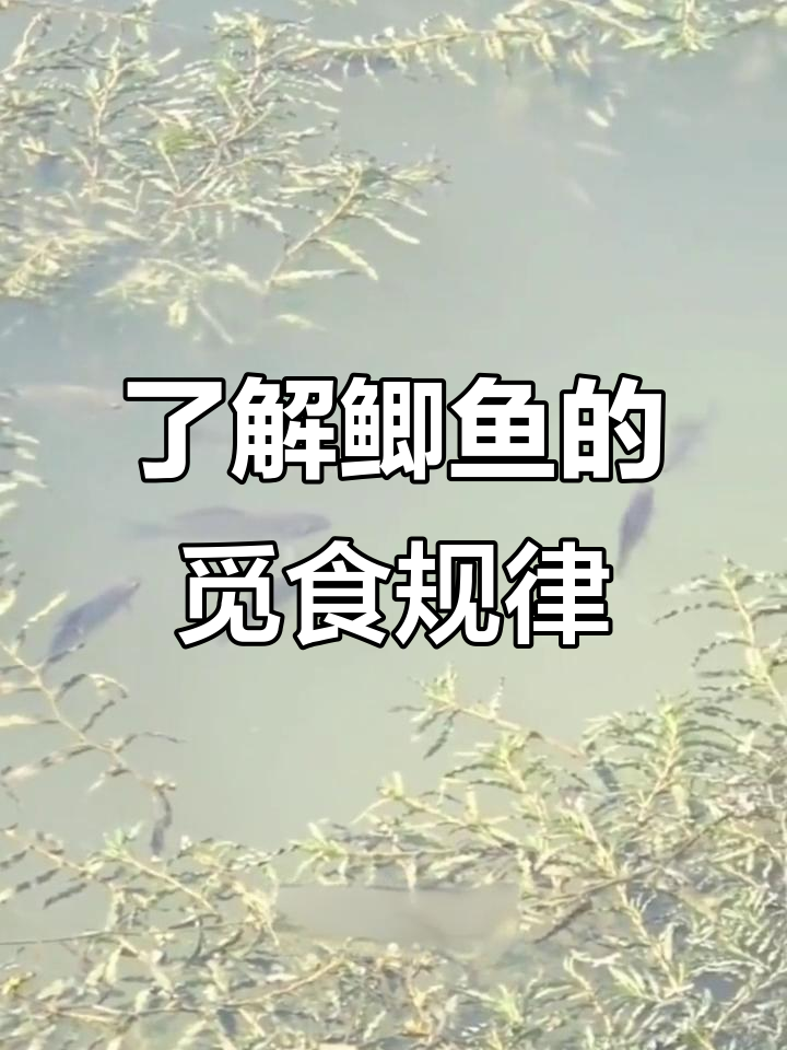 鲫鱼生活习性揭秘,掌握这些技巧轻松爆护