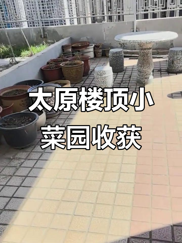 五一期间太原小菜园丰收,各种蔬菜长势喜人