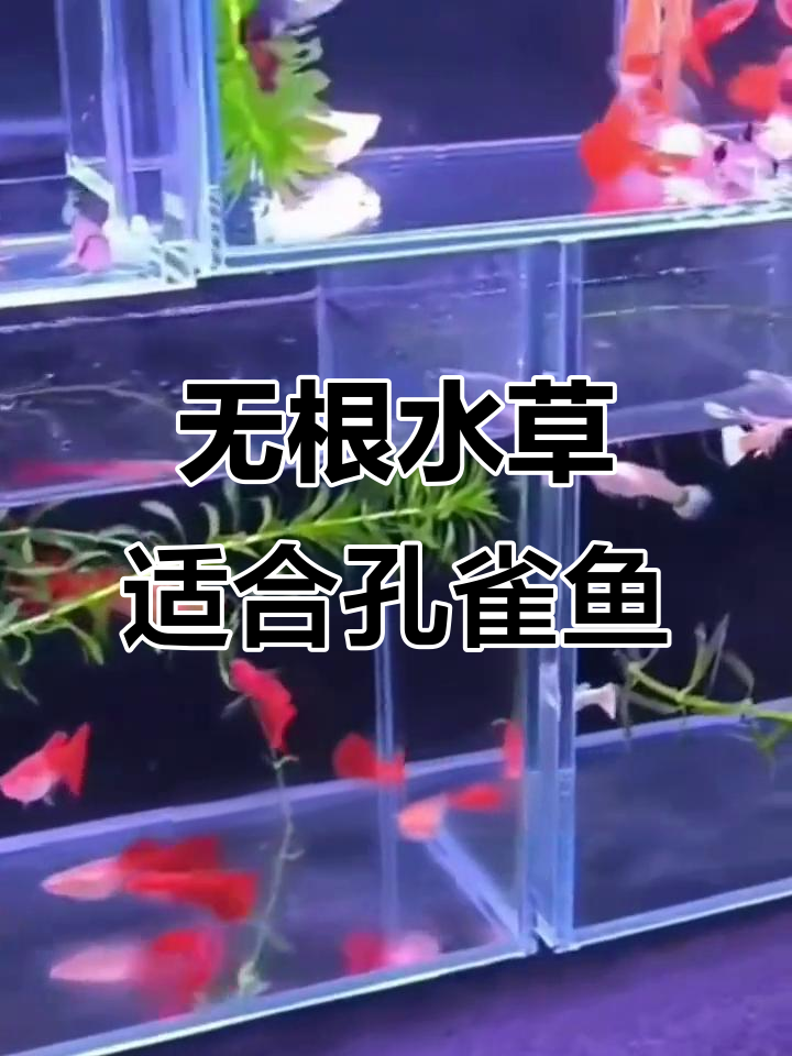 孔雀鱼最适合的三种无根水草，裸缸也能轻松养