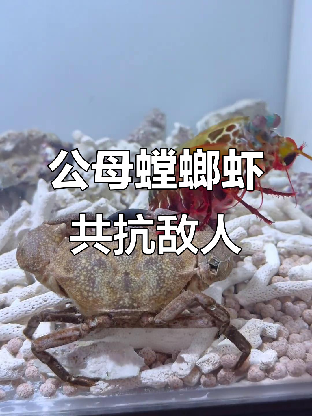 螳螂虾夫妻联手对抗外敌,公母合作打螃蟹