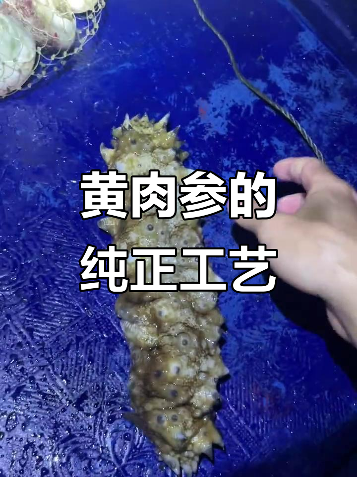 西沙黄肉参,多道工序处理,野生海味更纯净