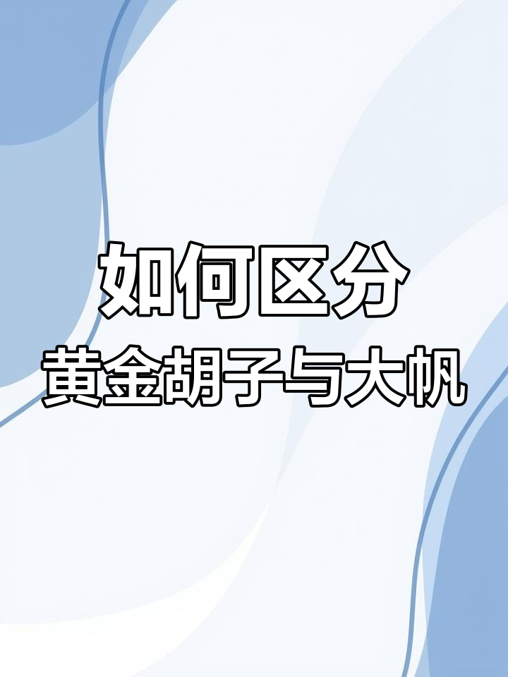 黄金胡子和大帆鱼的区别,清缸除藻工具鱼解析