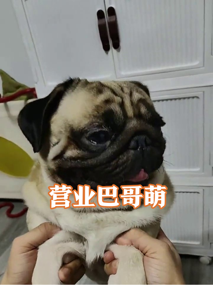 巴哥被托举秒变表情包,舌头一吐萌化了