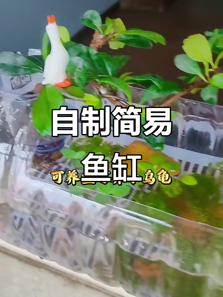 没有鱼缸怎么办?DIY创意小鱼池教程