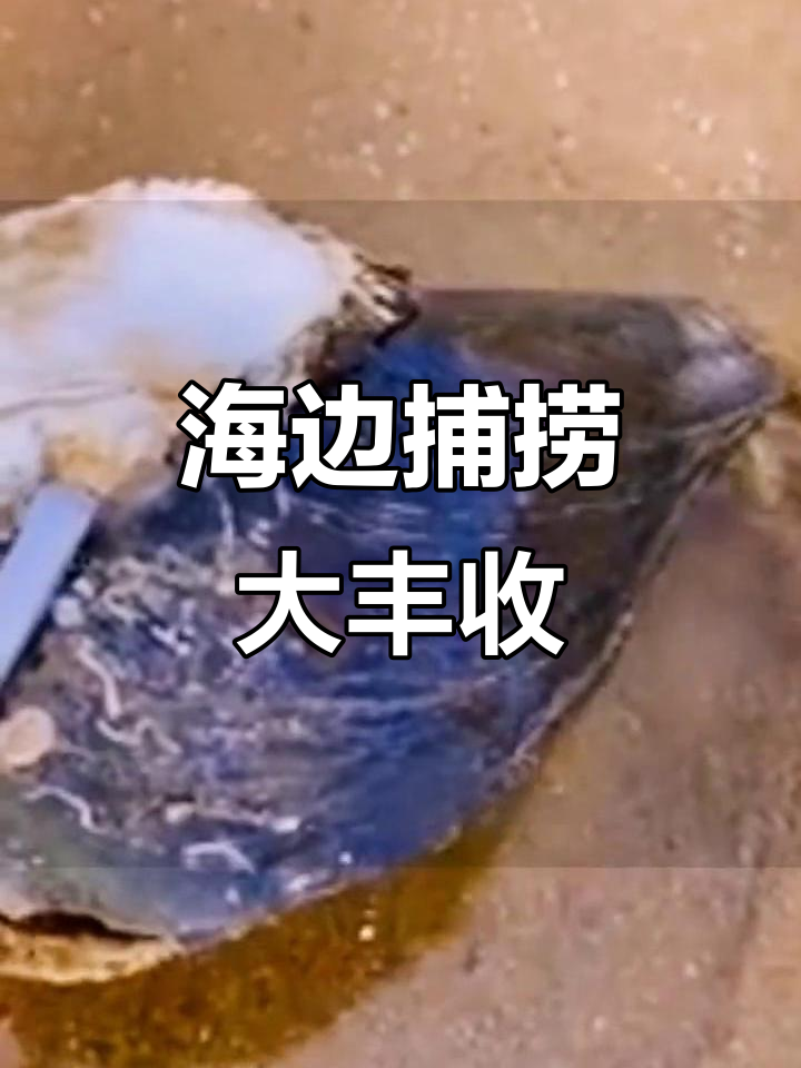 赶海抓海鲜,发现神秘龙鱼和漂亮孔雀虾