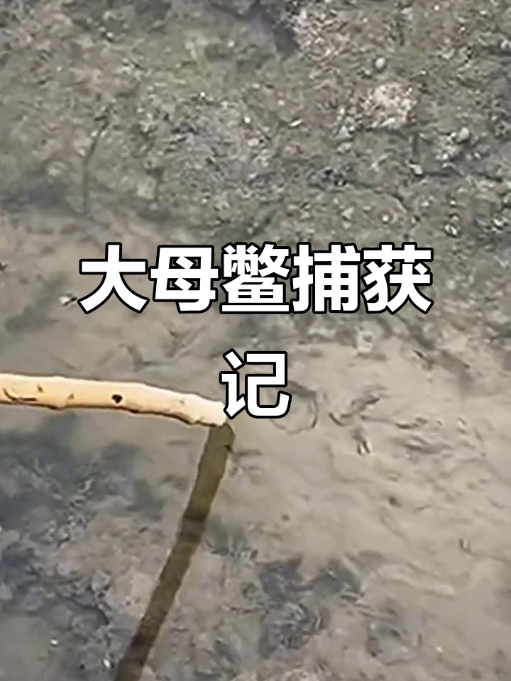 抓到一只大甲鱼,头三角形的眼睛半睁着