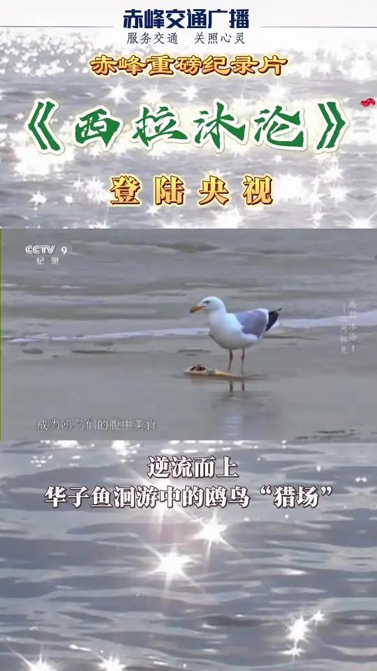 赤峰重磅纪录片《西拉沐沦》登陆央视,逆流而上,华子鱼洄游中的鸥鸟“猎场”