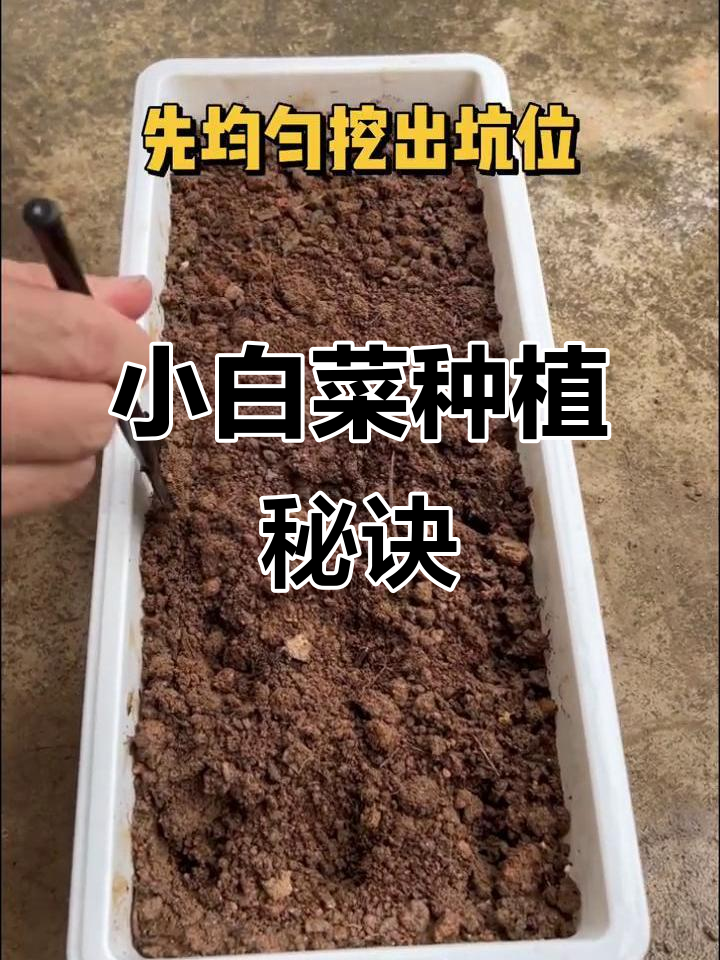 秋季种菜，轻松掌握小白菜的播种技巧！