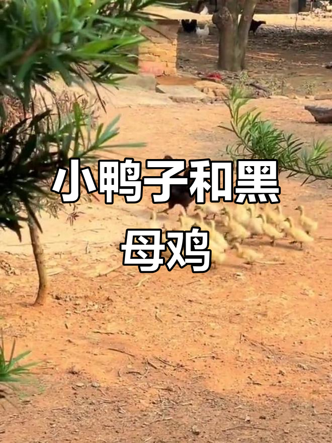 母鸡带着小鸭子散步,黑色大公鸡负责领路