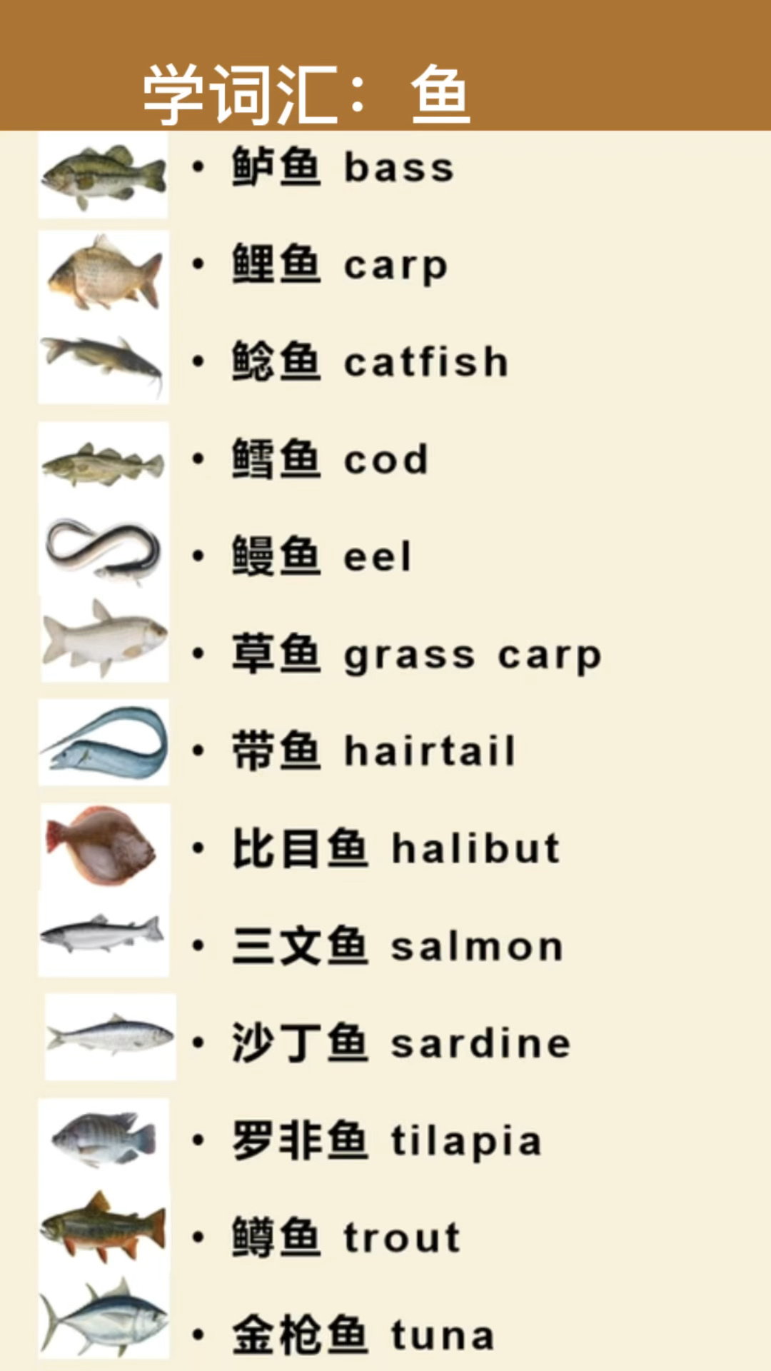 常见鱼类的英文