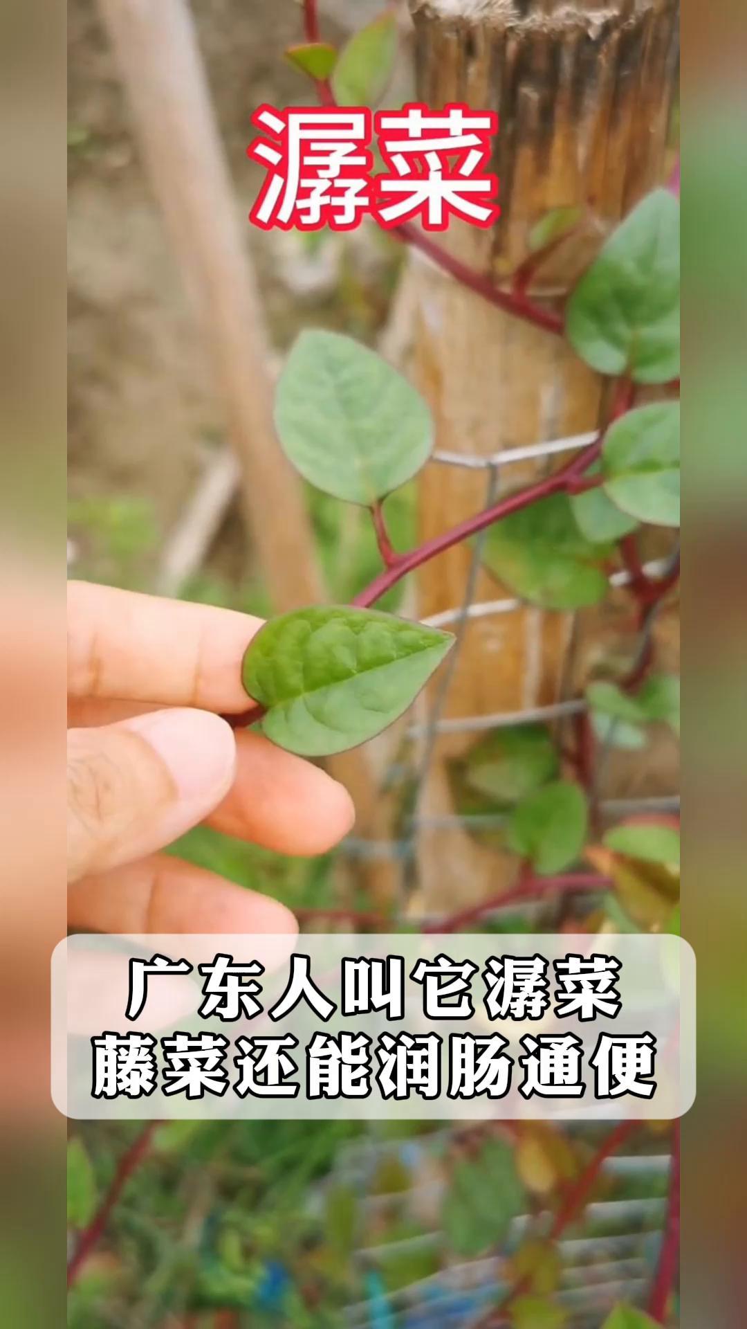 广东人叫它潺菜,藤菜还能润肠通便