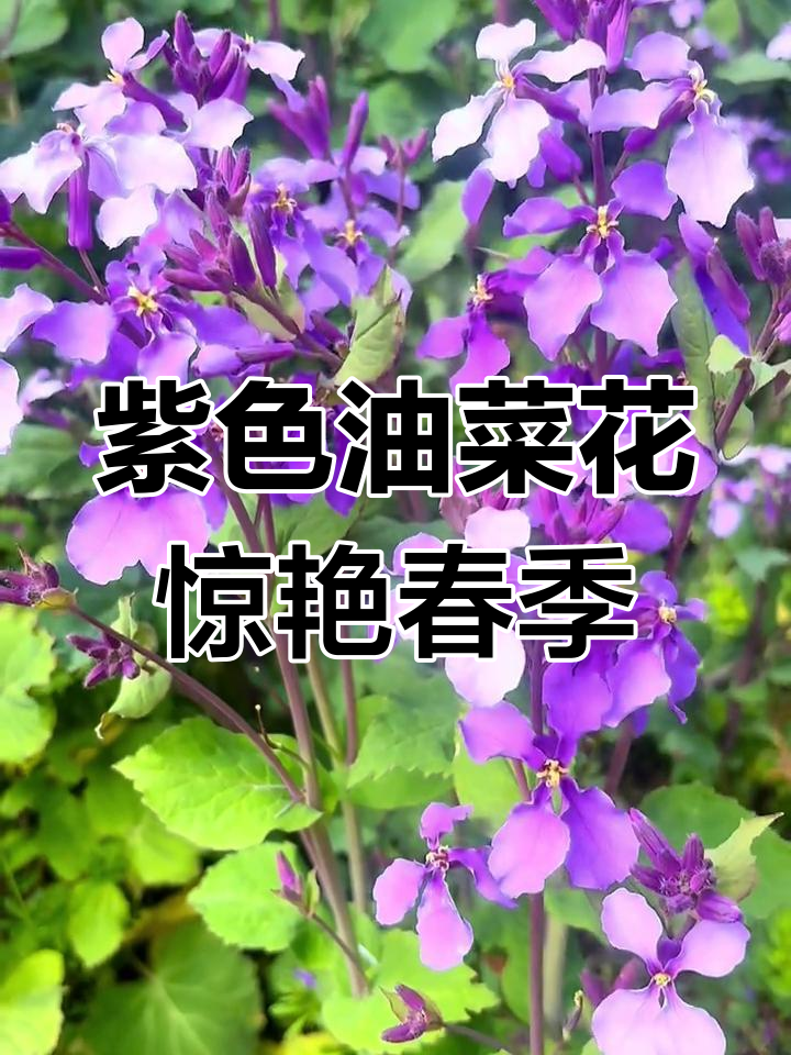 紫色的油菜花,春天里的美丽惊喜