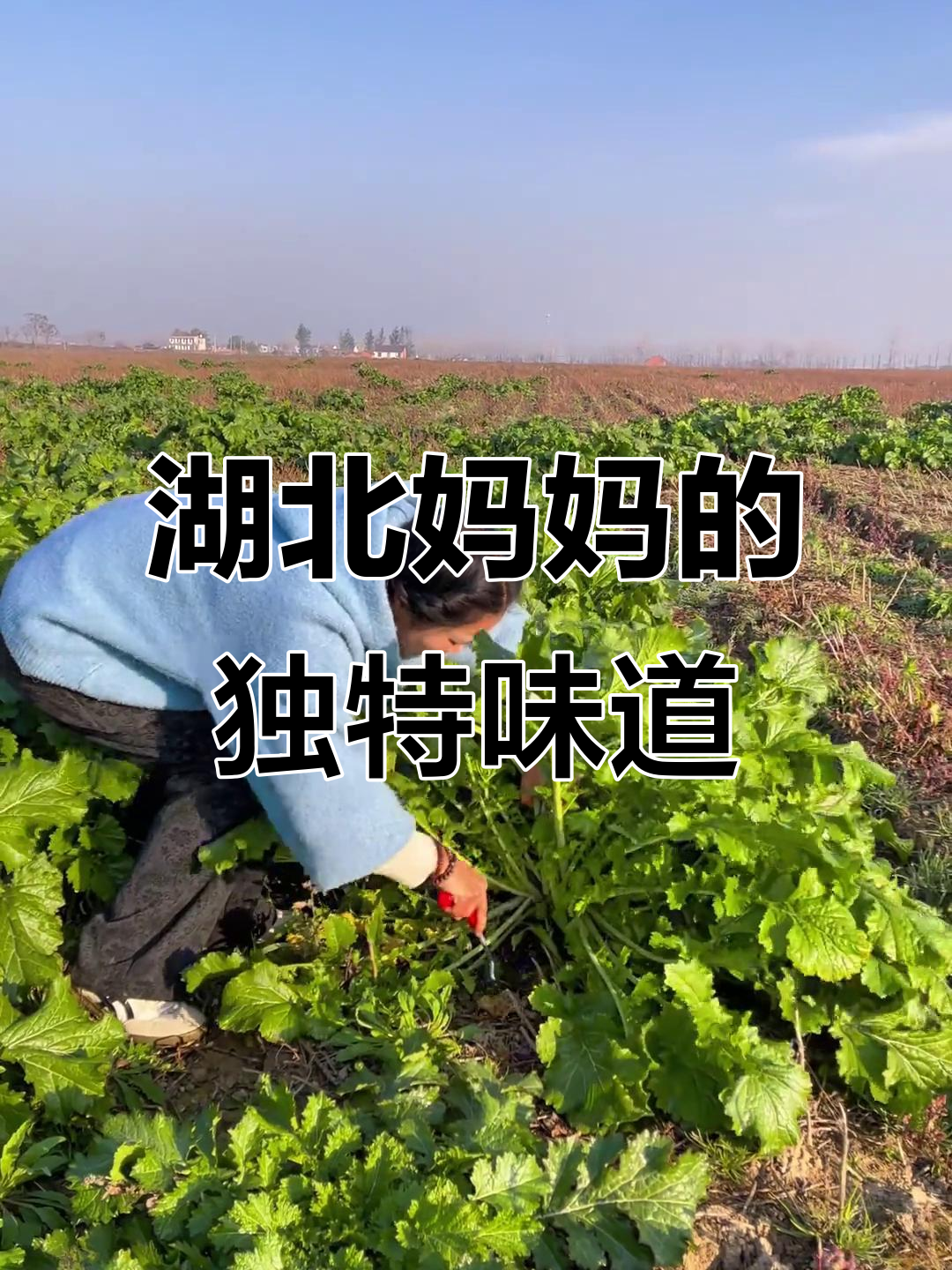 湖北妈妈的手,连野腊菜都不放过!