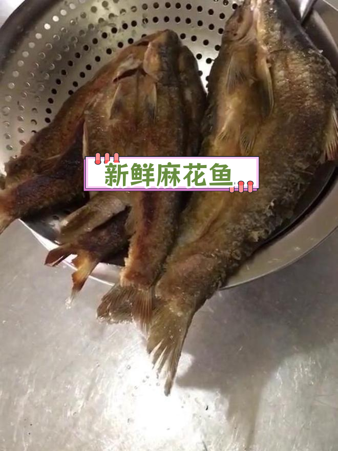 野生麻花鱼,鲜美营养