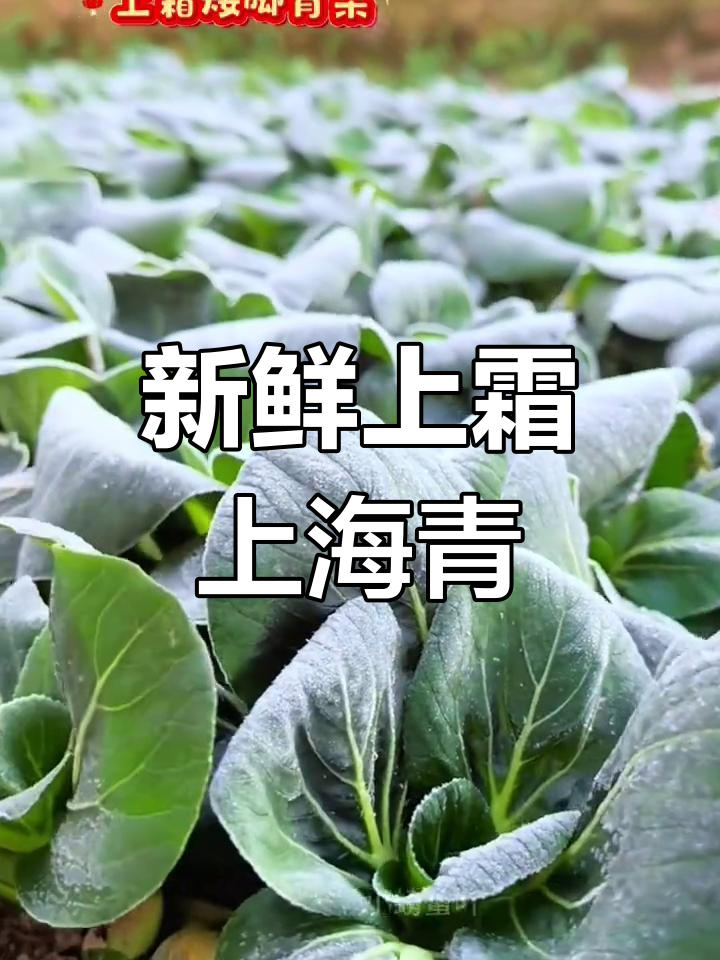 上海矮脚青菜,糯软口感让人停不下来