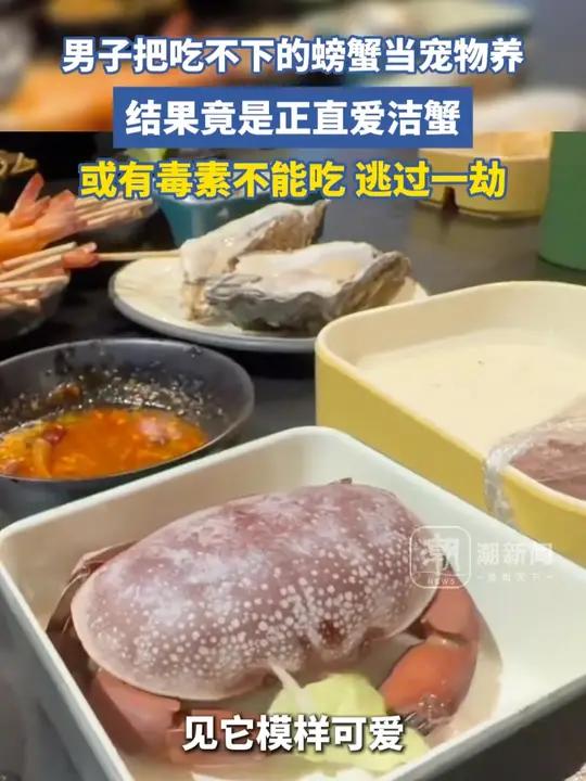 男子把吃不下的螃蟹当宠物养,结果竟是正直爱洁蟹,或有毒素不能吃,逃过一劫