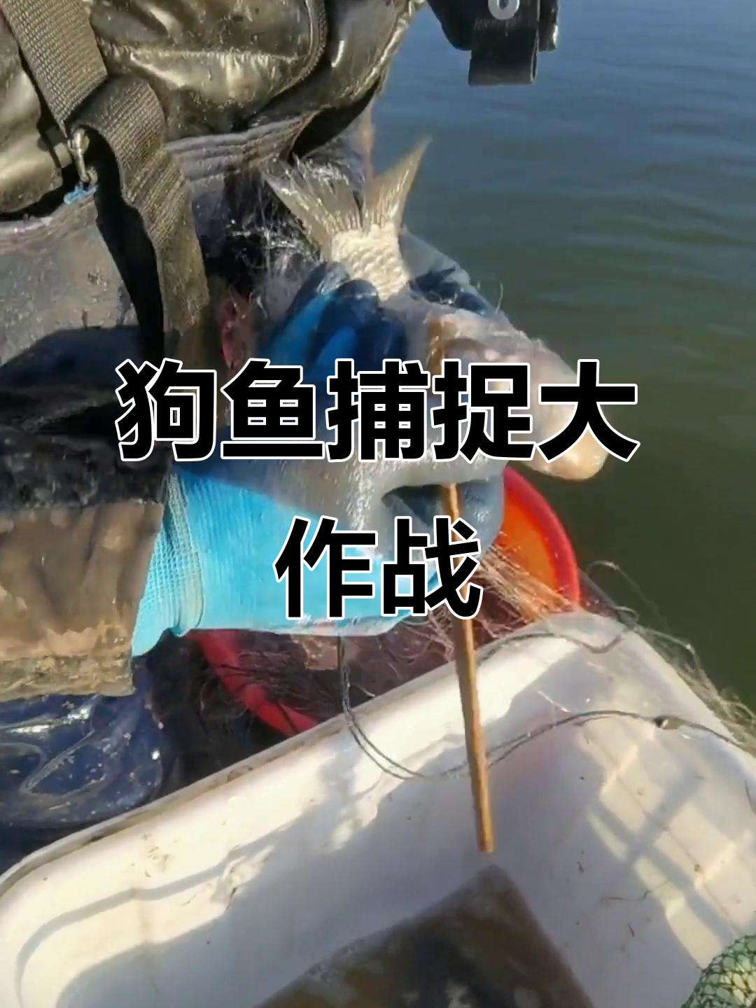 捕狗鱼惊现,头一条咬人猛烈逃脱