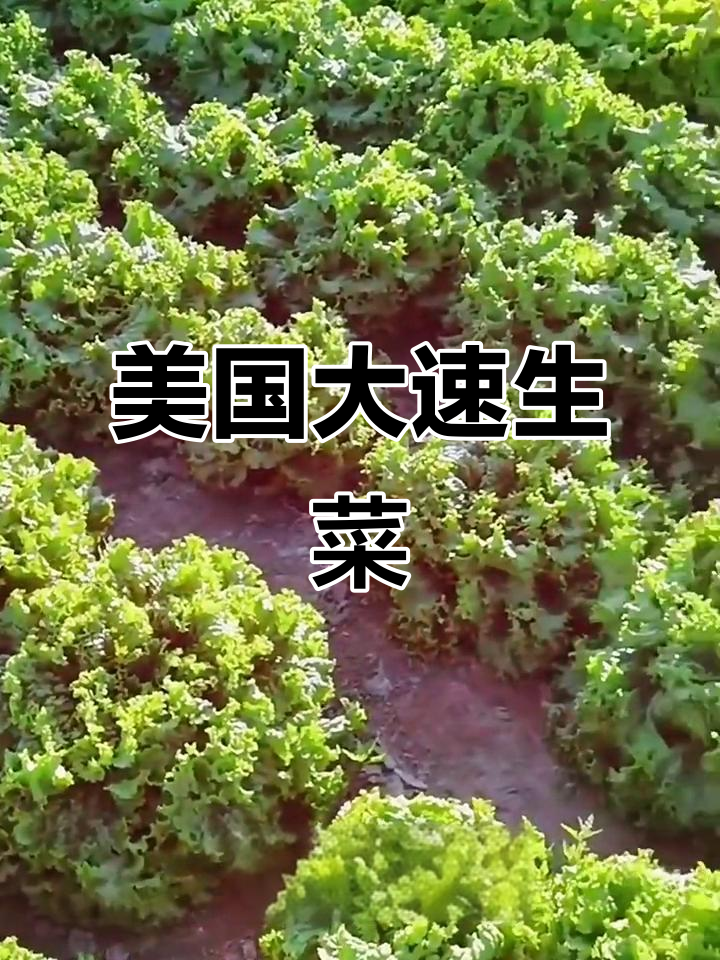 四季都能种的美国大速生菜,口感脆嫩无苦味