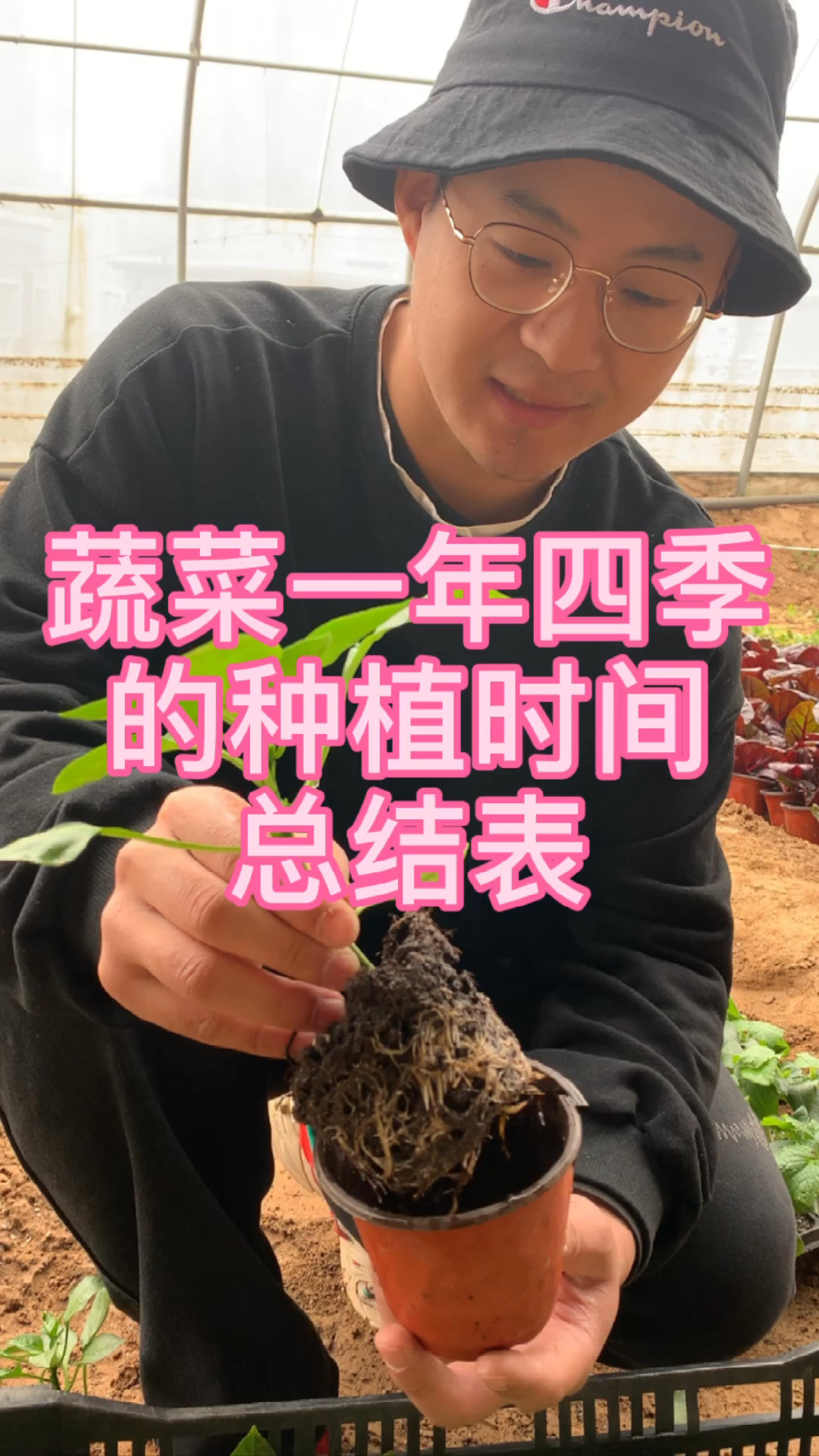 蔬菜一年四季的种植时间表,适合大部分地区