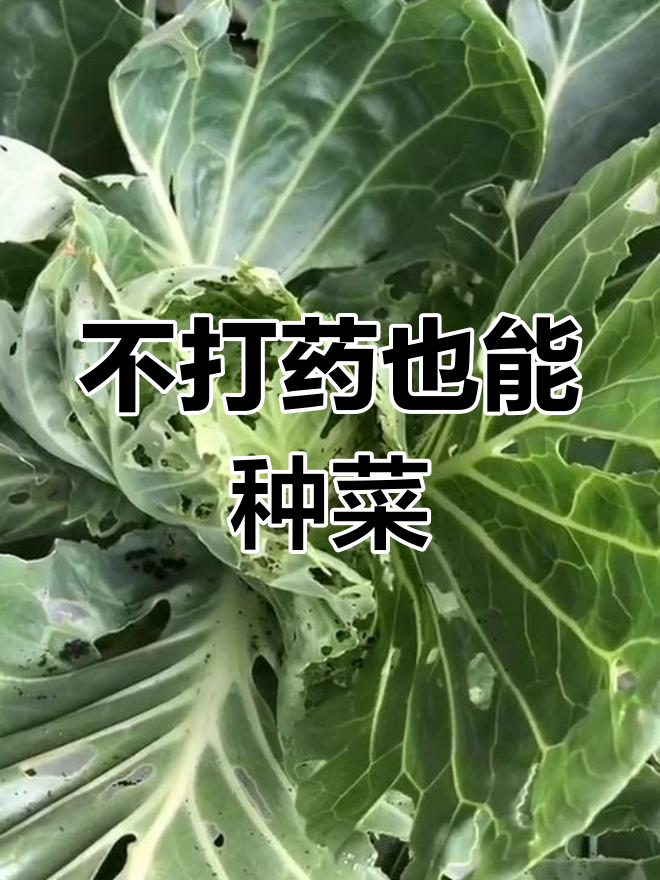 绿色蔬菜并非无农药,安全农残标准下种植
