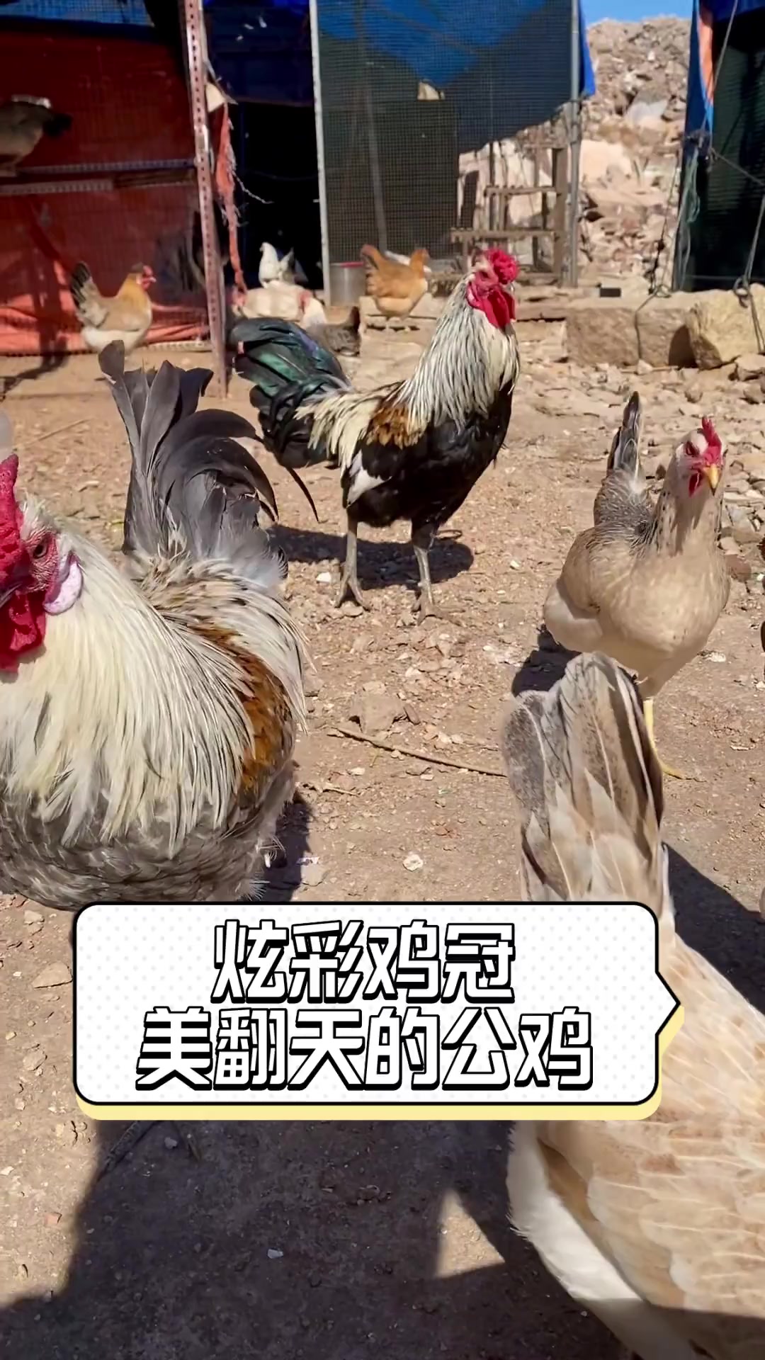 炫彩鸡冠,美翻天的公鸡