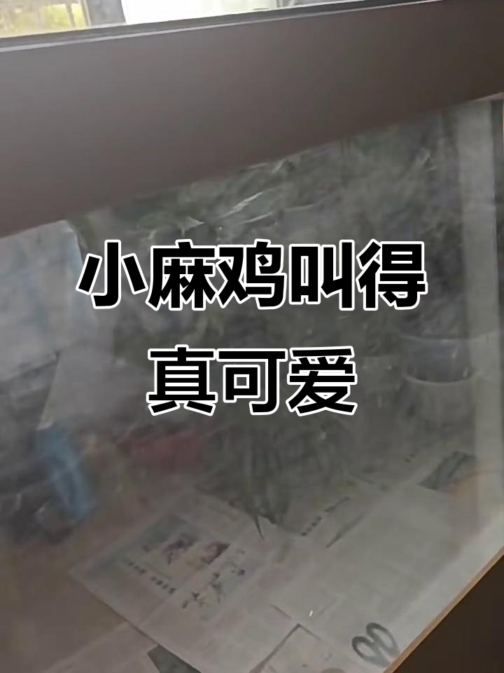 这是小麻鸡的叫声吗?听上去像极了!