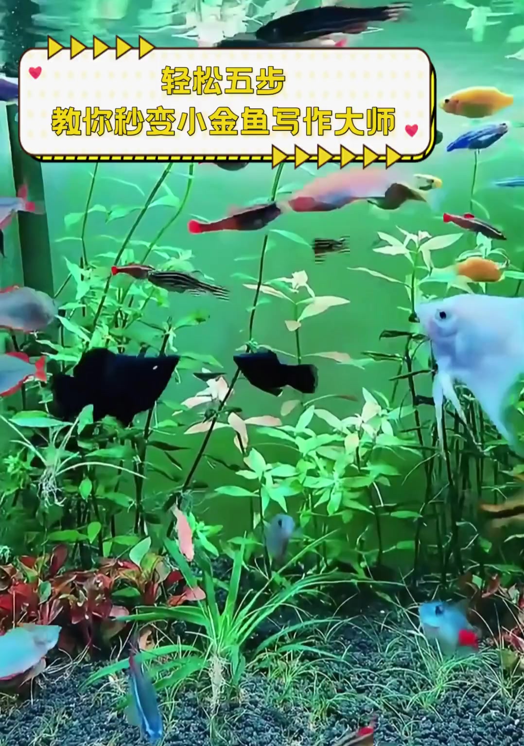 轻松五步,教你秒变小金鱼写作大师