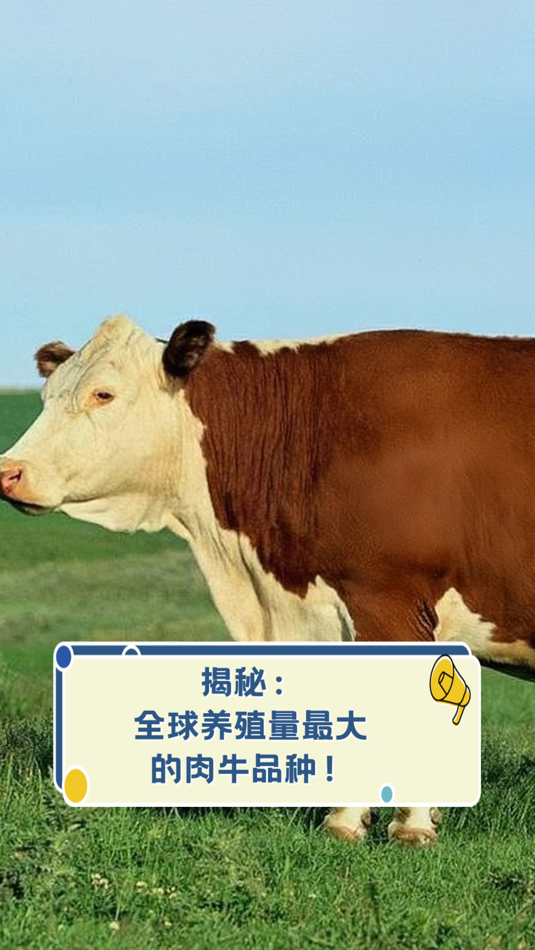 揭秘:全球养殖量最大的肉牛品种!