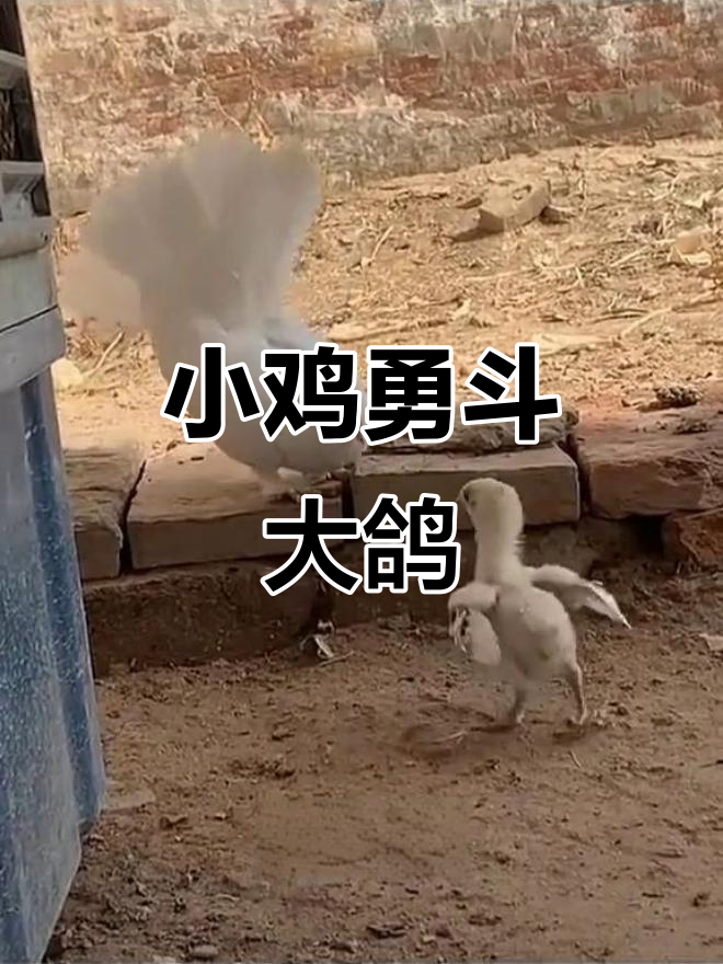 小鸡勇敢挑战鸽子,气势十足!
