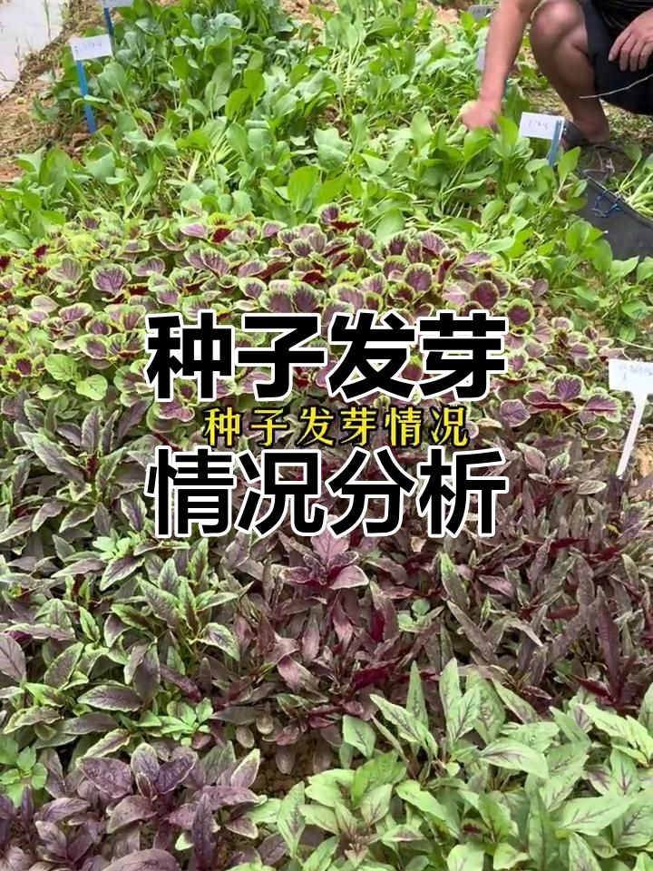 蔬菜种子发芽率测试，不同品种差异大