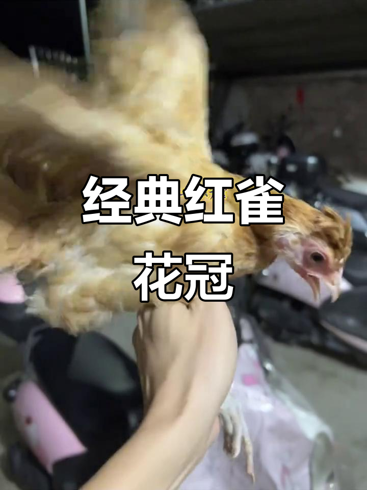 红雀风头花冠:经典鹊山鸡造型,魅力十足