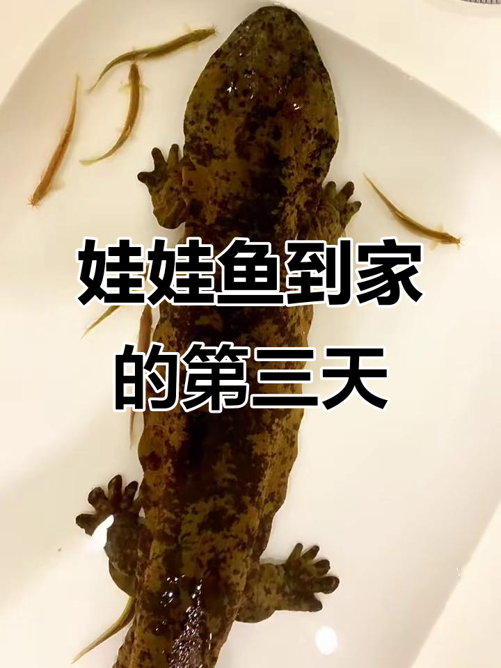 娃娃鱼到家三天,我尽力照顾它了