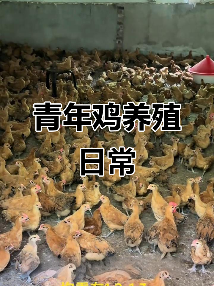忙碌的鸡苗养殖基地,青年鸡的日常管理