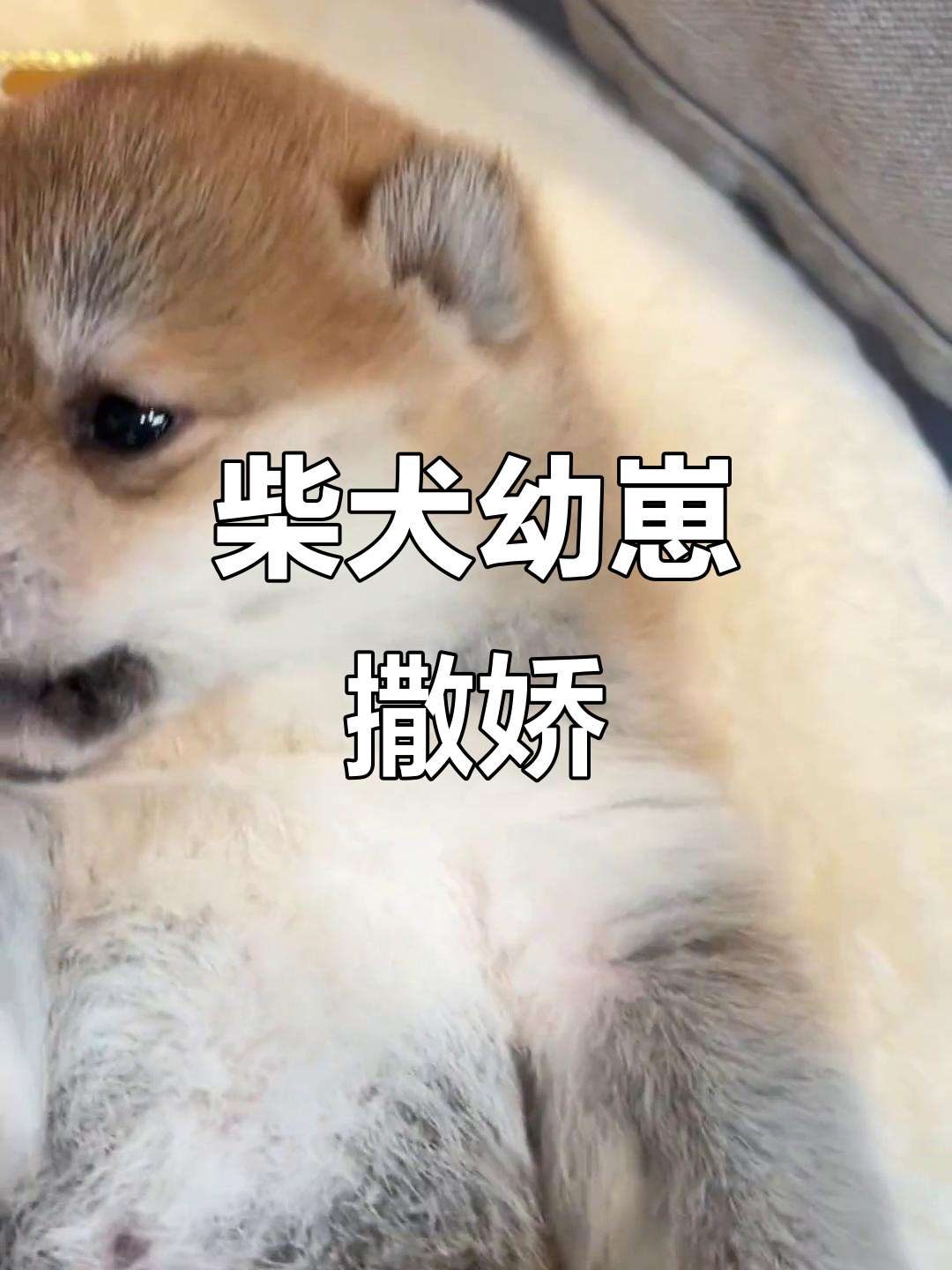 小柴犬日常,叫声太可爱了!