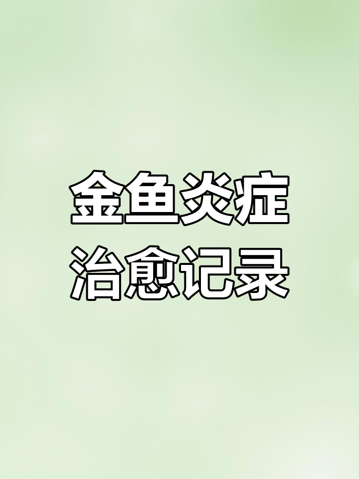 宫廷鹅头红金鱼发炎治疗全过程