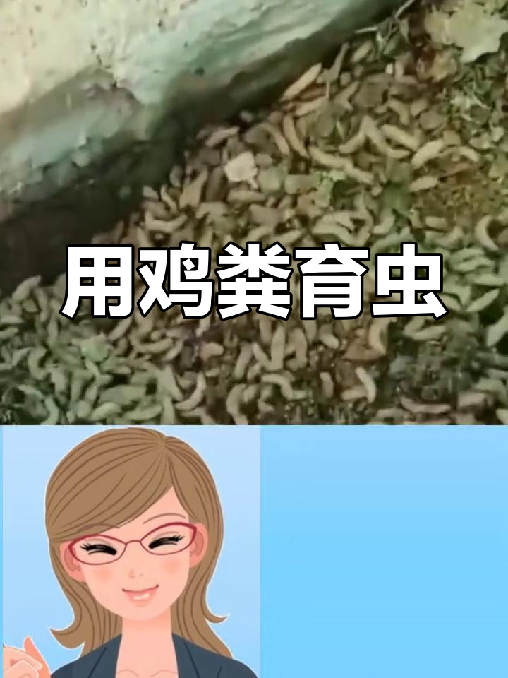 鸡粪生虫方法,轻松养鸡