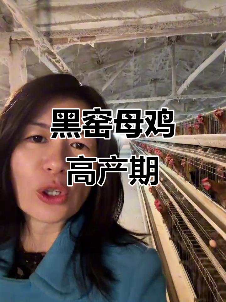 黑瑶种鸡产蛋高峰,四田一批新苗孵化