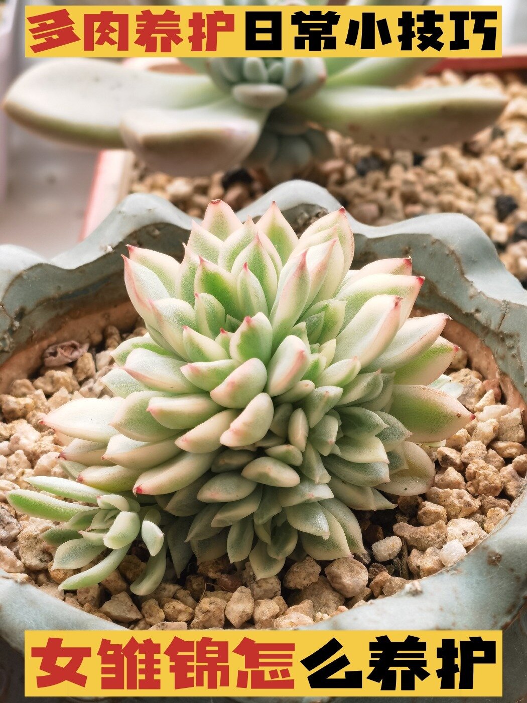多肉养护日常小技巧:女雏锦怎么养护