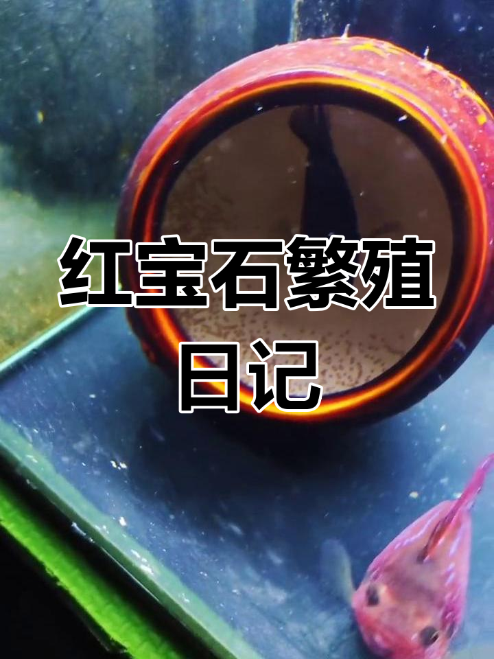 红宝石产卵,期待孵化成功