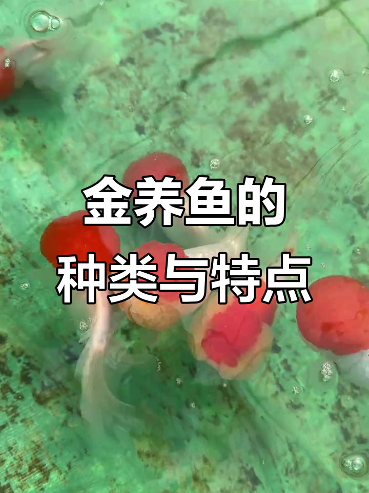 天津金鱼品种大揭秘,冷水观赏鱼全解析