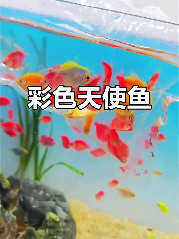 这款糖果天使鱼,色彩鲜艳又易养,新手必备观赏宠!