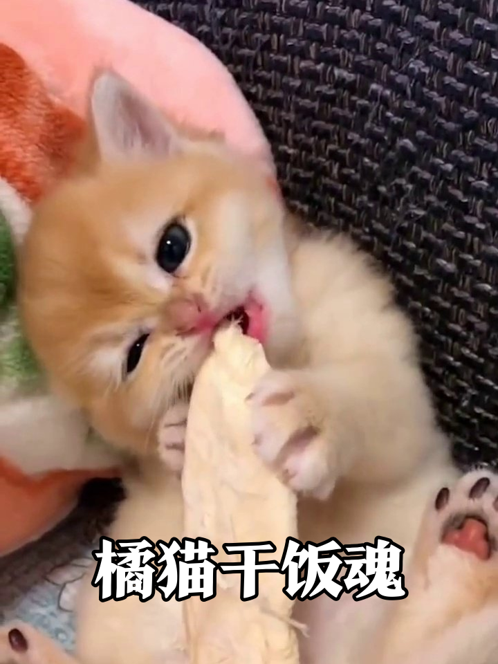 橘猫幼崽扒沙发抢面包,可爱到犯规!
