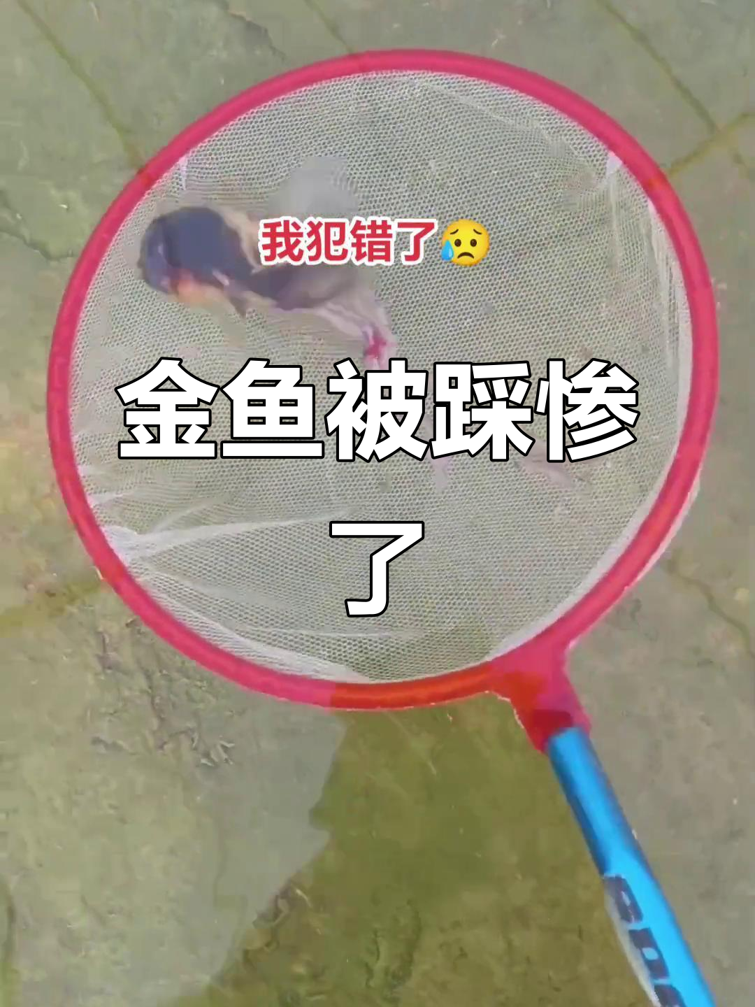 踩到金鱼竟然让它爆肠,心疼不已!