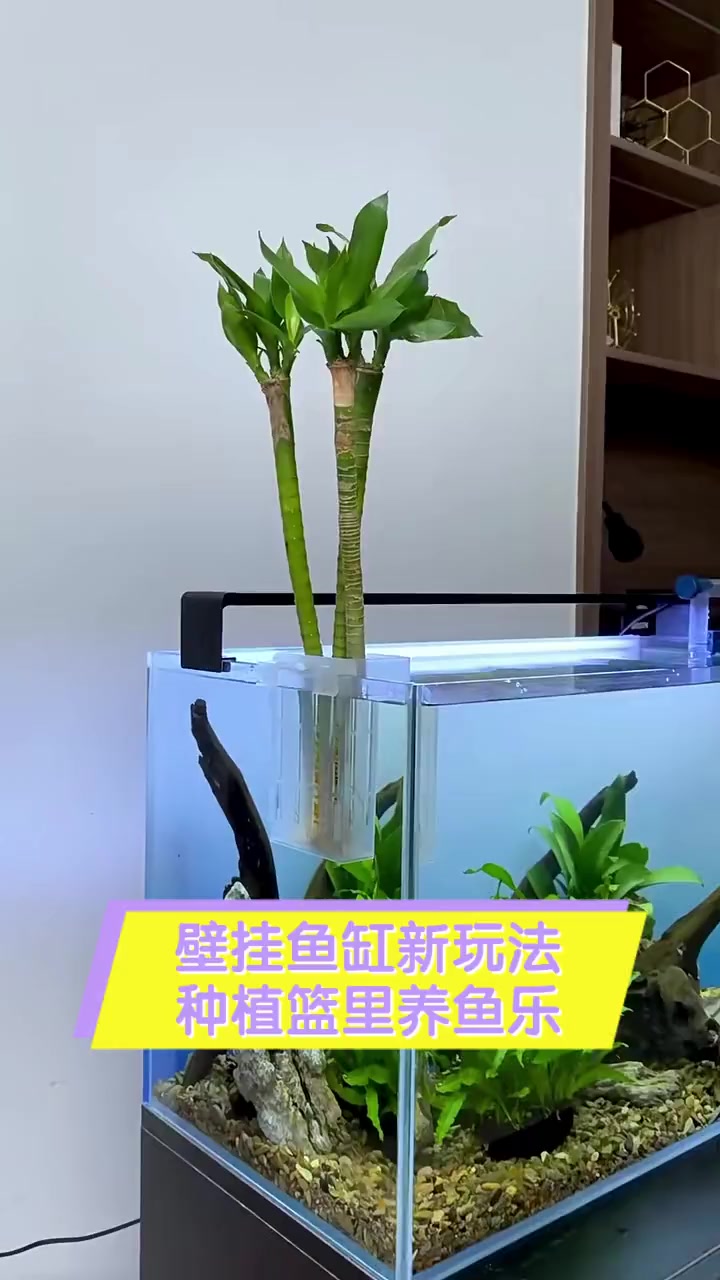 壁挂鱼缸新玩法,种植篮里养鱼乐