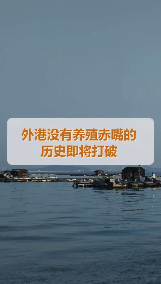 将打破外港没有养殖赤嘴的历史!