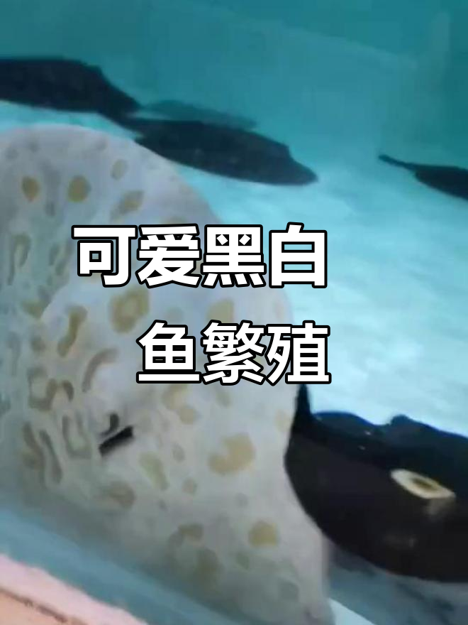 黑白魟鱼繁殖全过程，萌态十足！