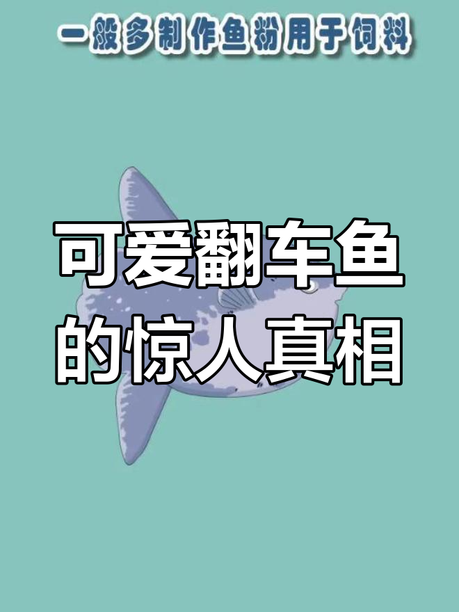 翻车鱼:懒洋洋的太阳医生,竟然有这些秘密!