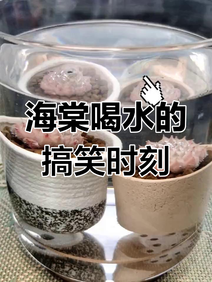 西府海棠渴了,喝水瞬间超有趣