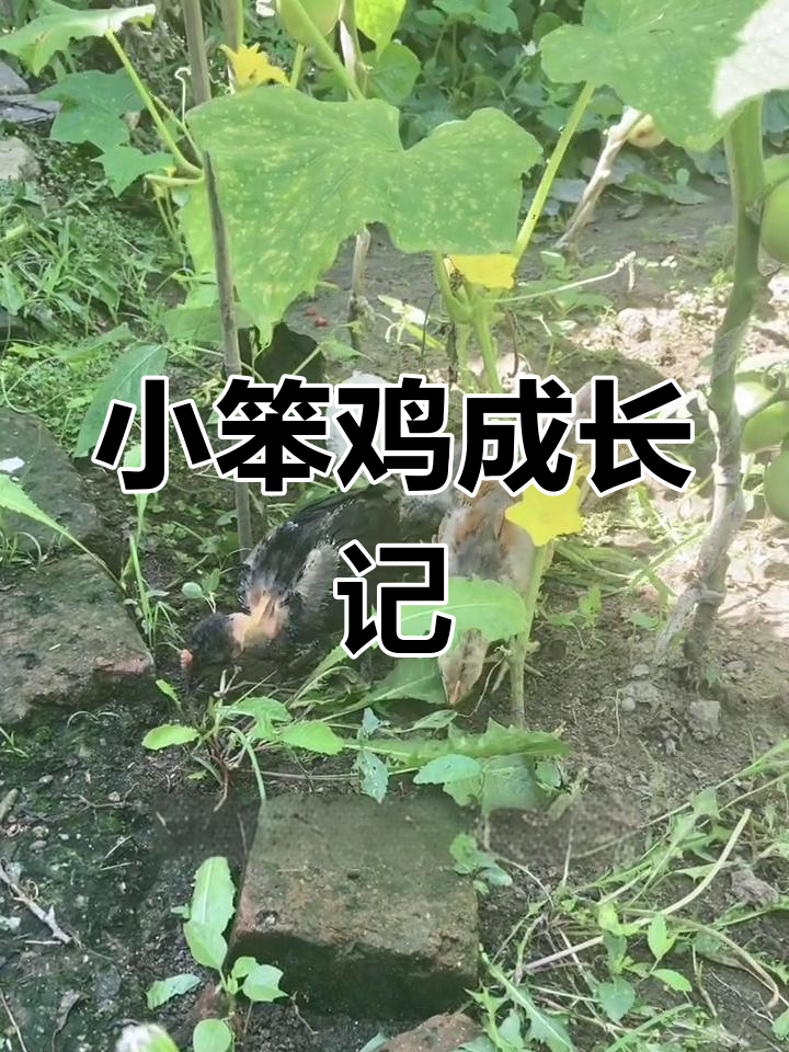 农村散养小笨鸡,冬日美味