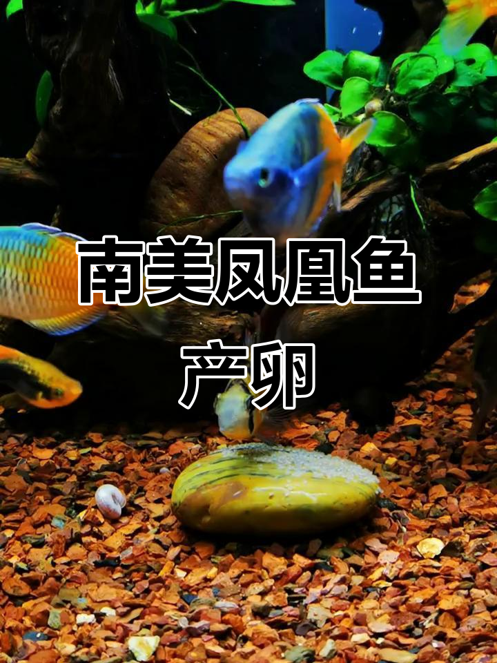玻利维亚凤凰鱼产卵全过程,南美热带鱼的奇妙繁殖